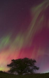 Kemble Tree Aurora Vertorama