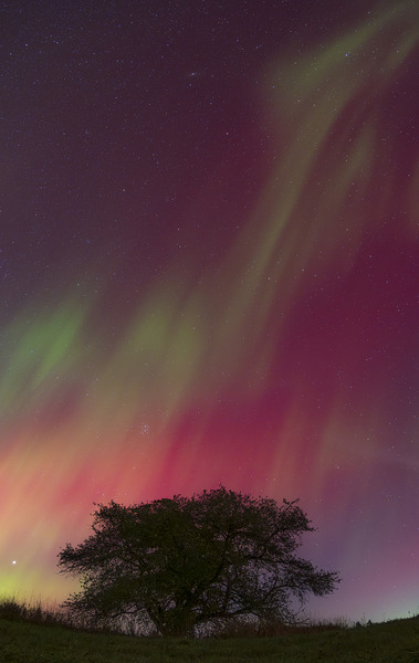 Kemble Tree Aurora Vertorama Print