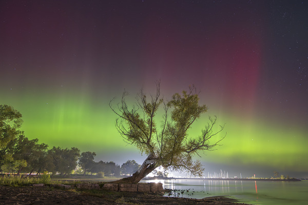 Summerfolk Tree Aurora Print