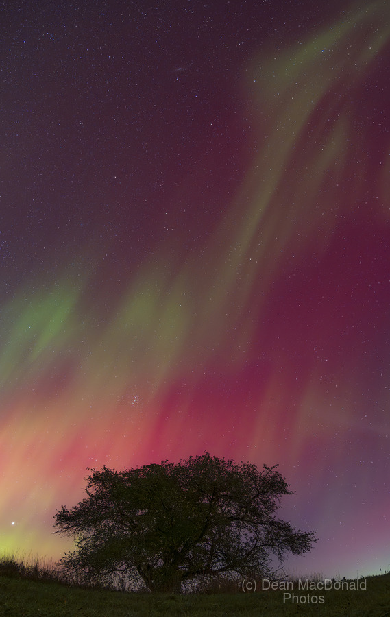 Kemble Tree Aurora Vertorama  Print