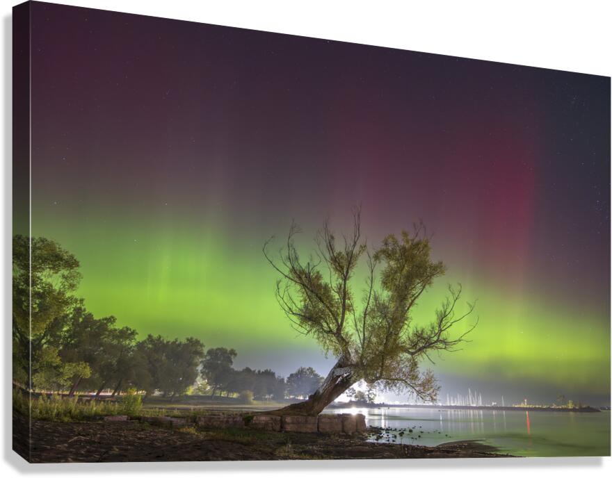 Summerfolk Tree Aurora Canvas Print
