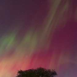 Kemble Tree Aurora Vertorama