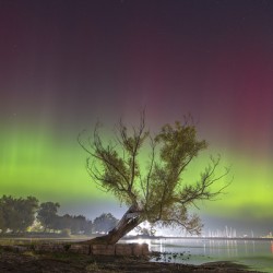 Summerfolk Tree Aurora